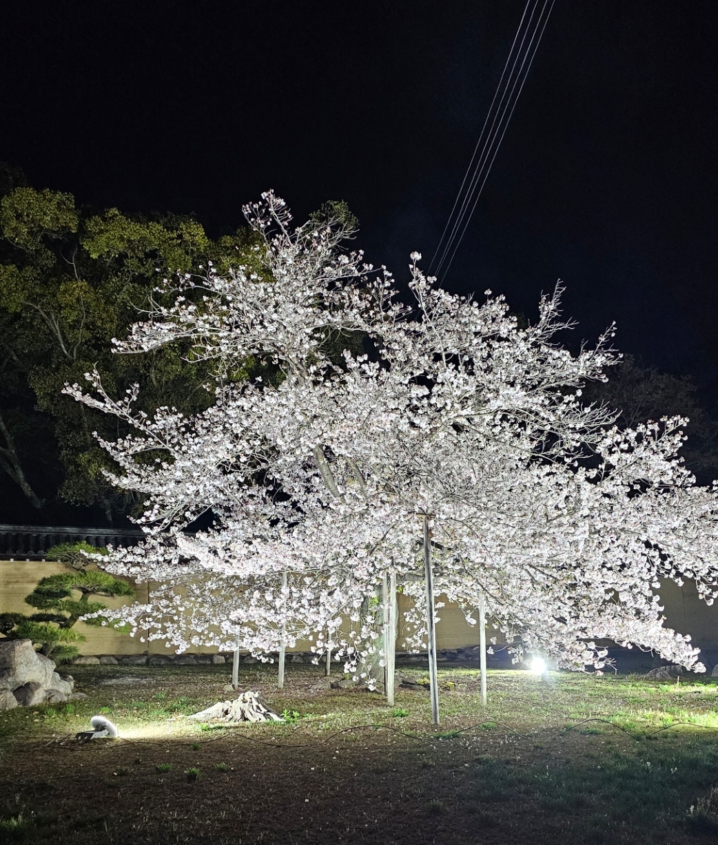 ✈🌸🌸🌸西宮神社の『さくら』がめちゃ綺麗ですよー